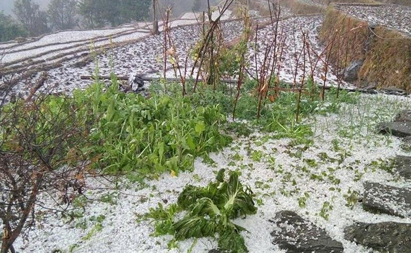 असिनापानीले हिउँउदेबाली नष्ट