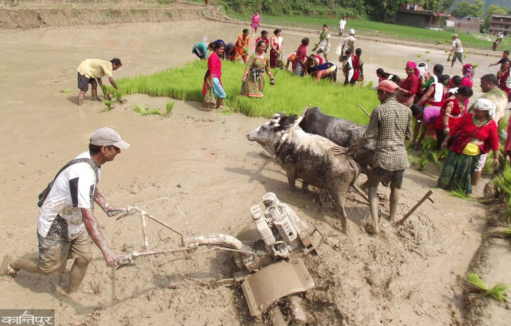 रोपाइँ १४ प्रतिशत मात्रै, धान उत्पादन घट्ने