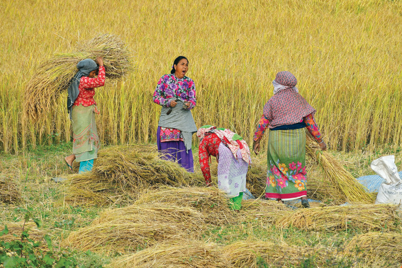 आज राष्ट्रिय धान दिवस