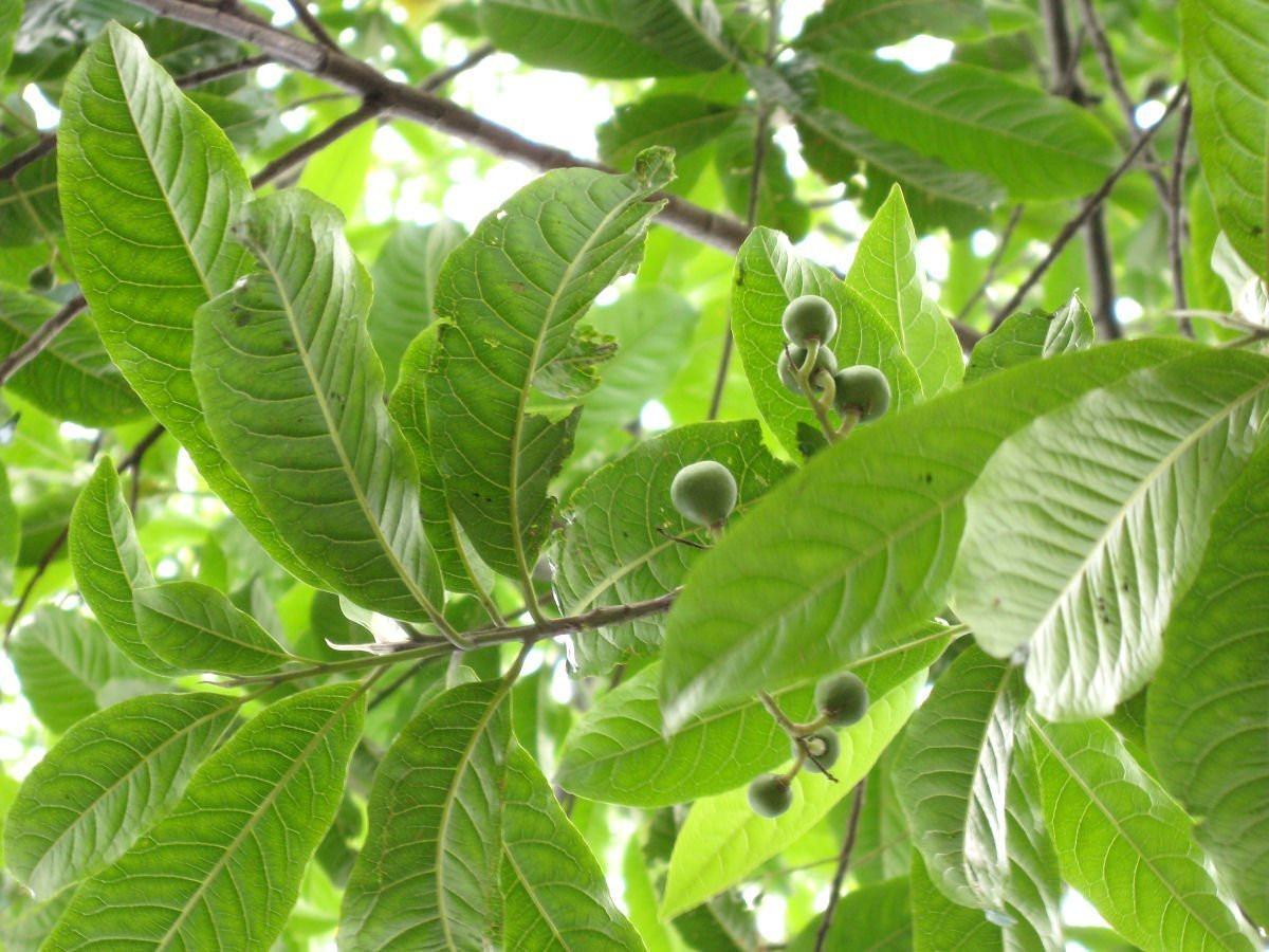 रुद्राक्षकाे बाेट जोगाउनै मुस्किल