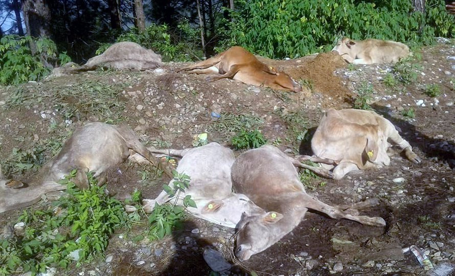 सात जनामाथि ‘गोवध’ मुद्दामा छानबिन