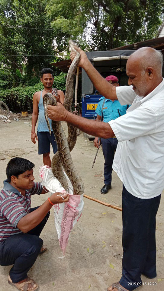 सप्तरीकाे हनुमाननगरमा अजिंगर भेटियो