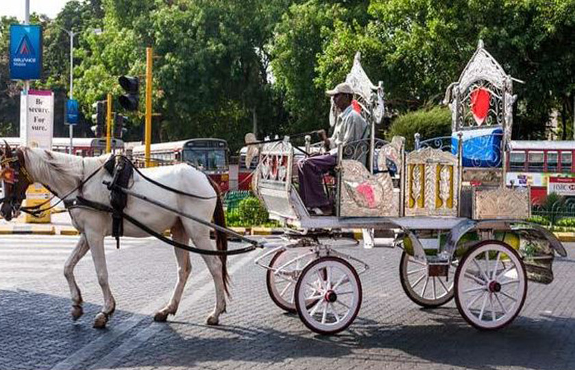 पर्यटकलाई बग्गीमा राखेर नगर परिक्रमा गराइने