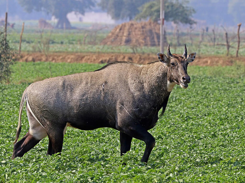 महोत्तरीको जङ्गलमा पाँच दर्जन नीलगाई भेटियो 