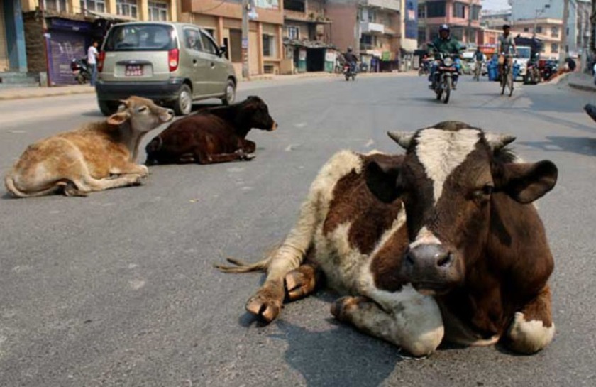 गाईबाच्छा उद्धार गर्न एम्बुलेन्स माग